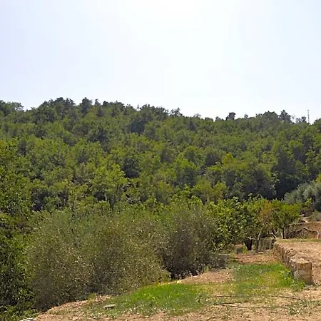 Joie De Vivre Calice Ligure