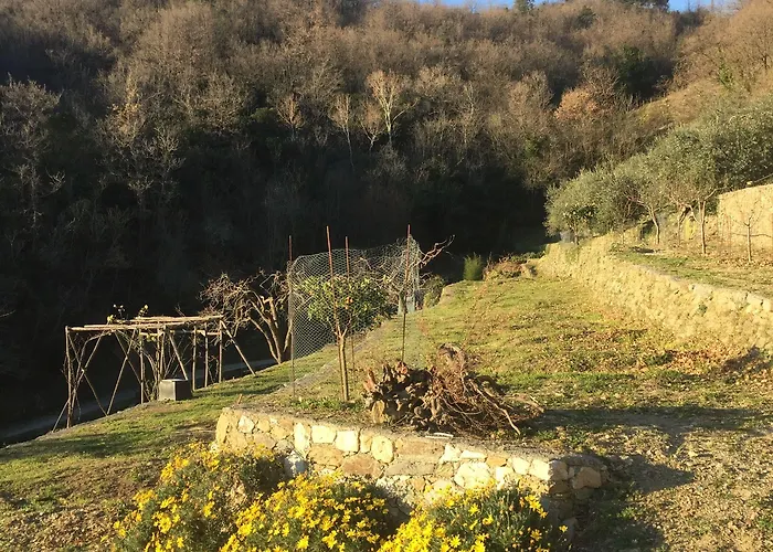 Joie De Vivre Calice Ligure